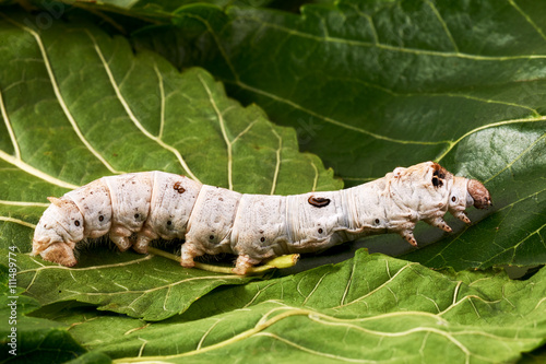 Silkworms on Mulberry leaves