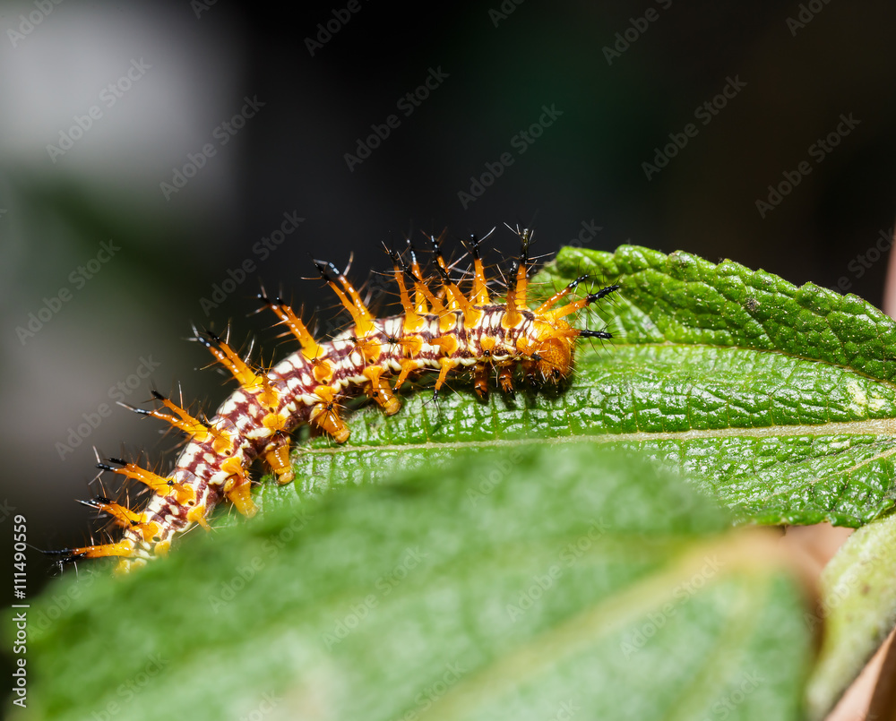 Fototapeta premium Caterpillar of yellow coster butterfly resting on leaf
