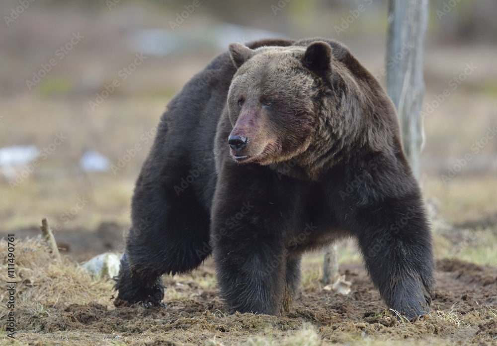 Brown Bear (Ursus arctos) in spring forest.