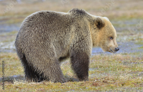 Brown Bear (Ursus arctos) in spring forest.