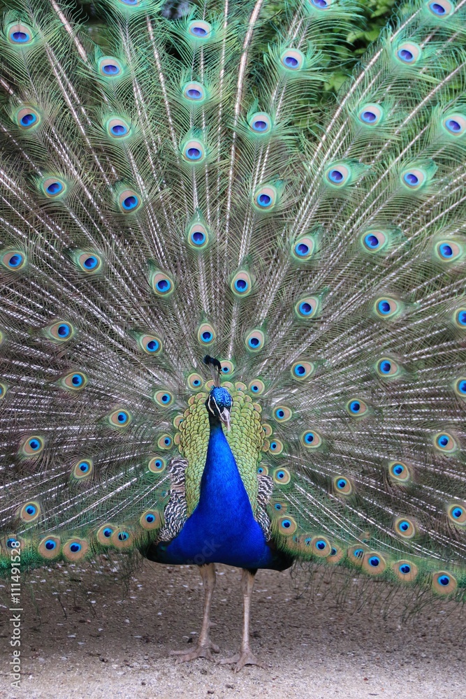 Fototapeta premium A BEAUTIFUL PEACOCK IN THE GARDEN OF ABBAEY OF VALLOIRE, VALLEY OF AUTHIE, SOMME, FRANCE 