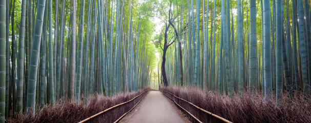 Arashiyama bamboo grove, Kyoto, Japan