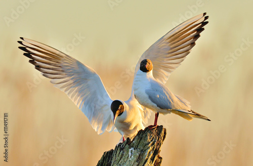 Two gulls sitting on a old log in sunrise light