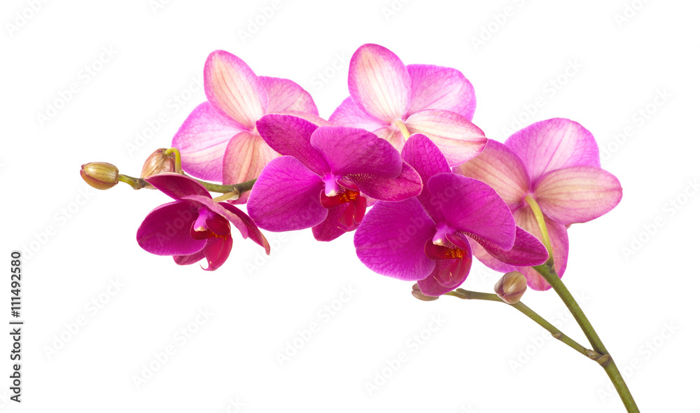 branch of violet orchids isolated on white branch of violet orchids isolated on white