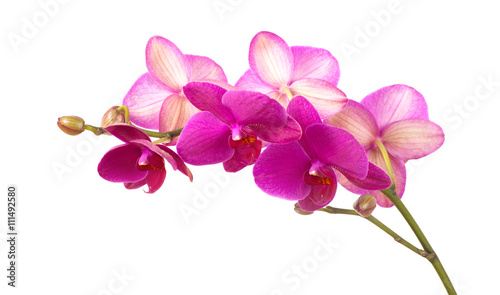 branch of violet orchids isolated on white © photolink