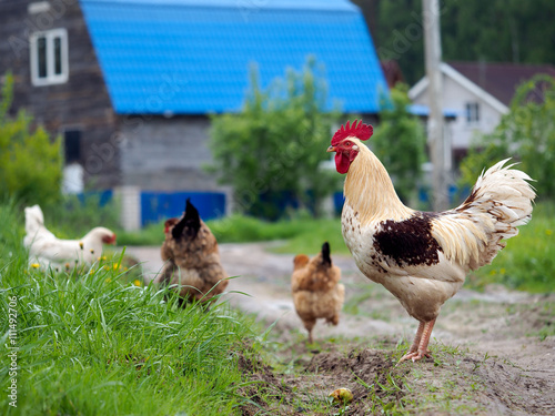 Rooster on the footpath on the background of wooden houses and chickens. Summer, the village, green grass