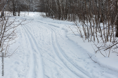 Siberia. Ski trail and birch forest in winter.