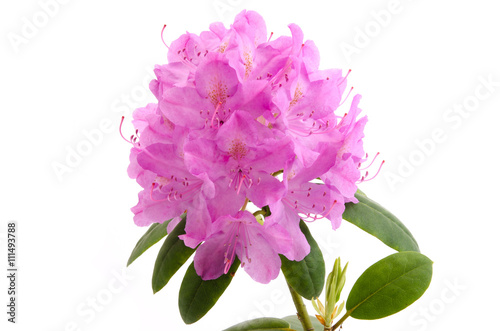 Rhododendron © womue