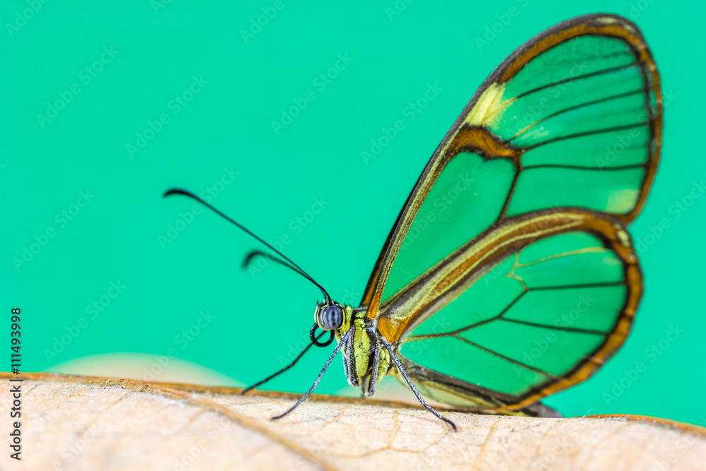 Obraz premium Borboleta.