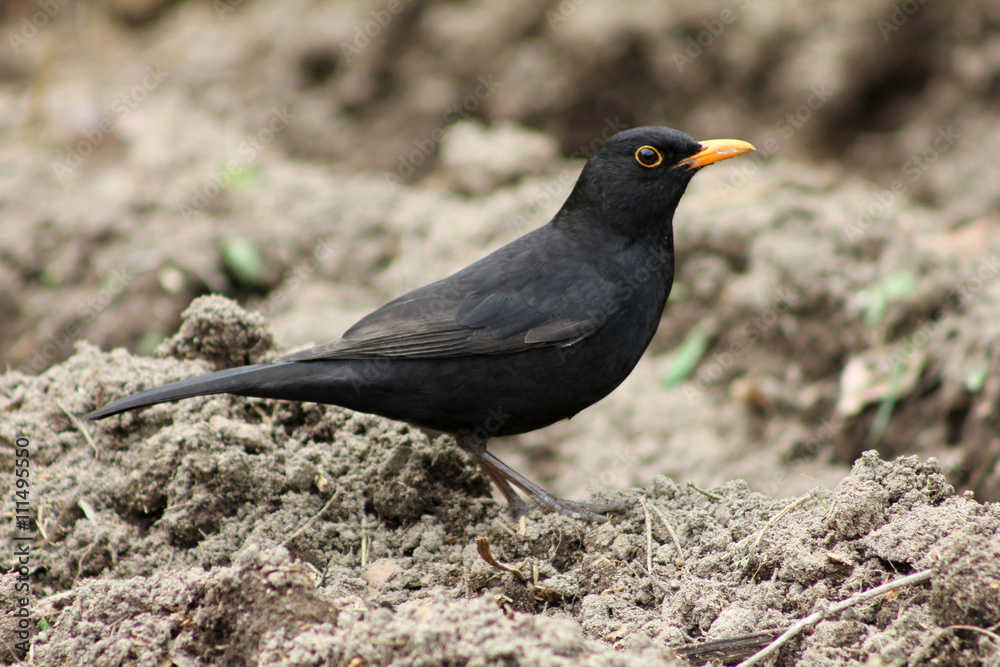 Male blackbird close-up Male blackbird close-up