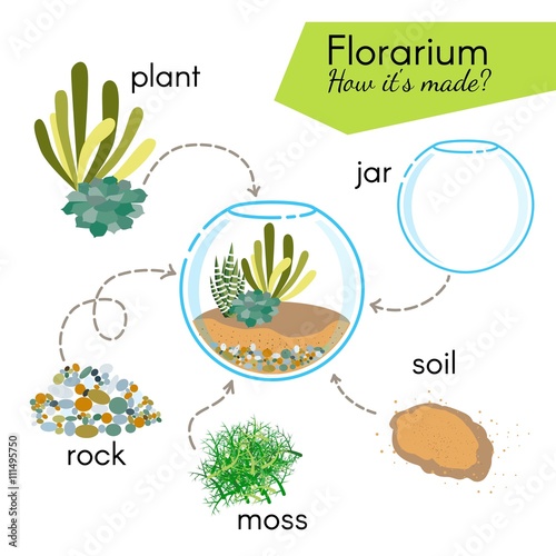 Tutorial how to make florarium. Succulents inside glass terrarium, elements for florarium: jar, plant, rocks, moss, soil. Vector illustration photo