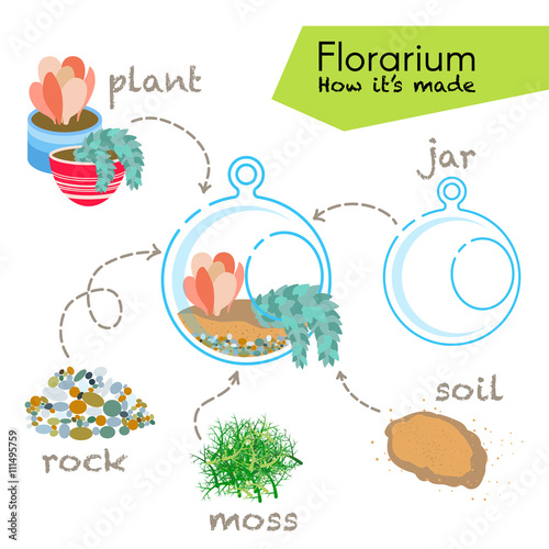 Tutorial how to make florarium. Succulents inside glass terrarium, elements for florarium: jar, plant, rocks, moss, soil. Vector illustration