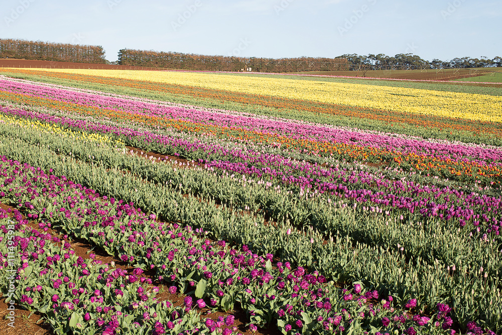 Tulips Table Cape Tasmania Tulips Table Cape Tasmania