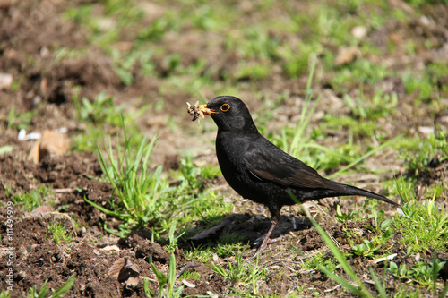 Blackbird with worms in its beak © Сергей Козлов