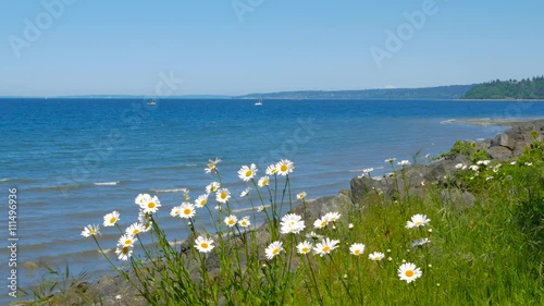 Beautiful daisies in the grass on the shore of the blue ocean