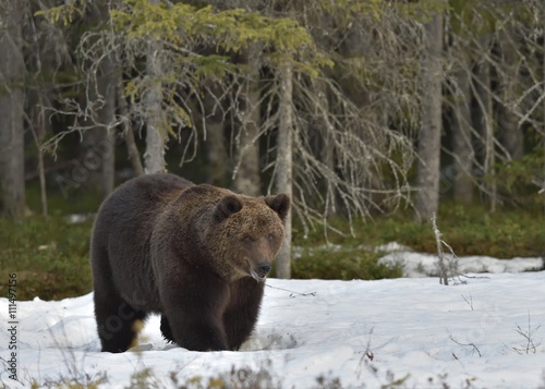 Adult male of Brown Bear (Ursus arctos) on the snow in spring forest.