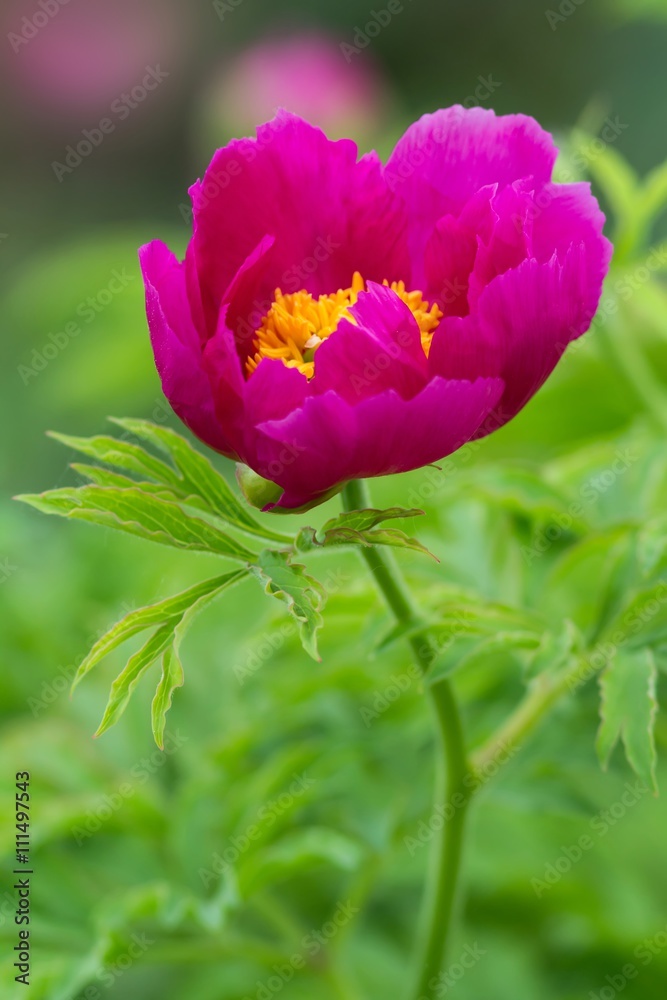 Gemeine Pfingstrose / Common Peony Gemeine Pfingstrose / Common Peony