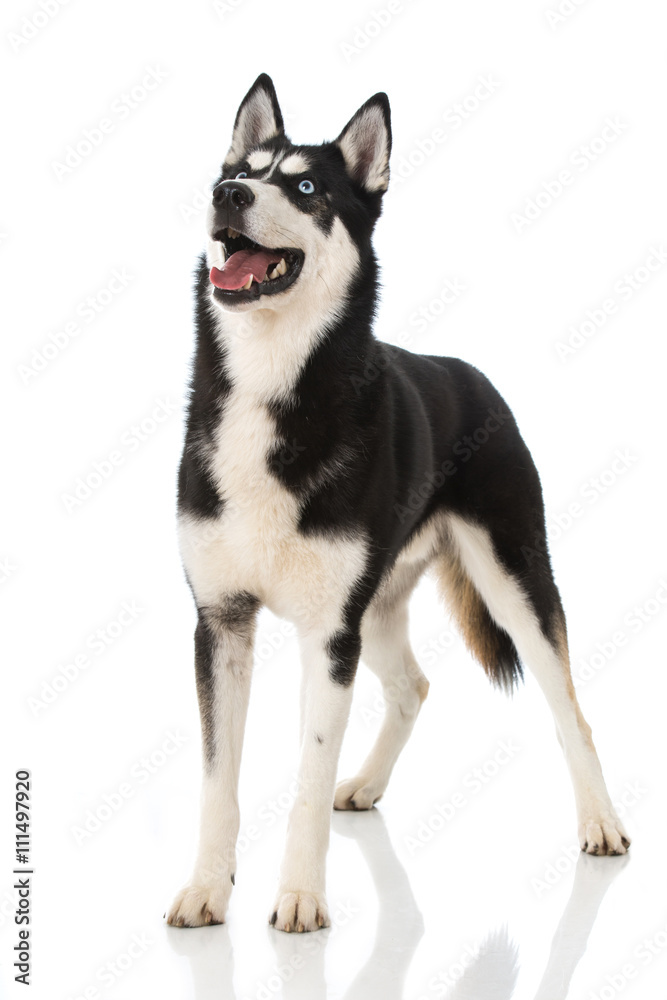 Siberian Husky Siberian Husky