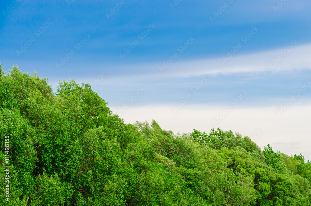 Mangrove forest and blue sky