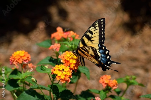 Tiger Swallowtail Butterfly in garden