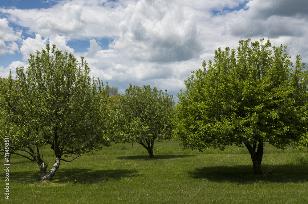 Three Apple Trees in Spring:  A trio of Apple trees on a bright sunny day in the Hudson Valley of New York