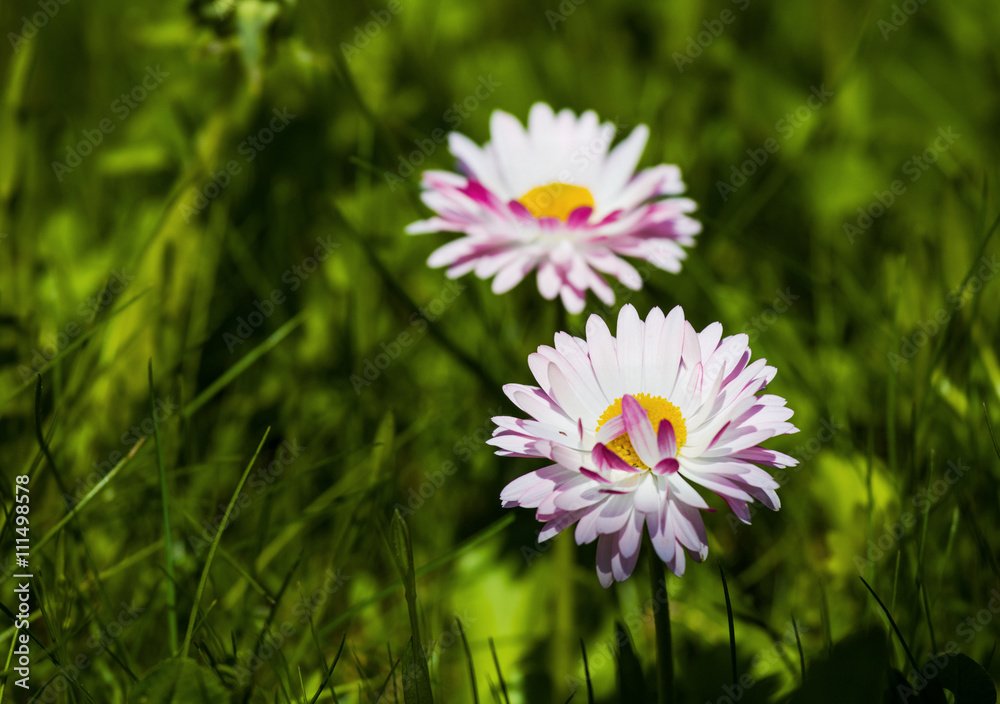 Marguerite flowers in green grass in garden. Selective focus. Marguerite flowers in green grass in garden. Selective focus.