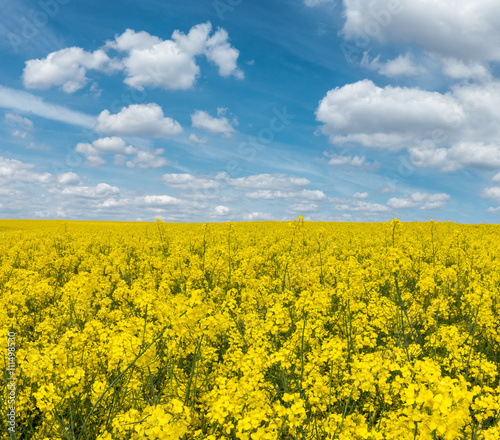 Yellow flowering rapeseed field and blue sky with white clouds