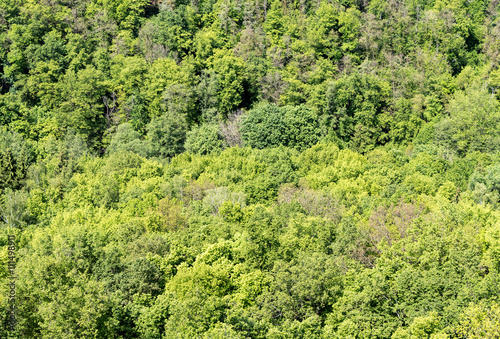 View from above on texture of spring forest