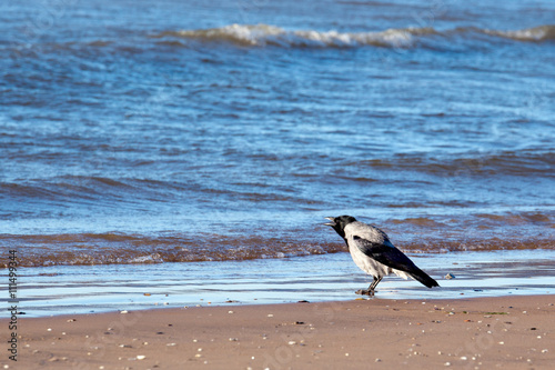 Crow croaks on the beach photo