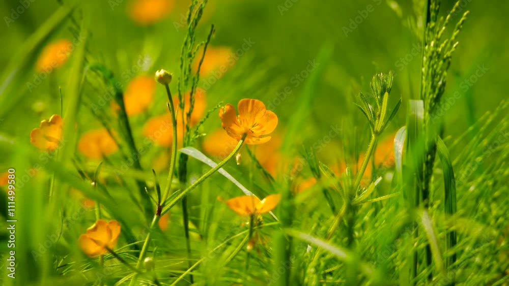 Golden buttercups among the green grass, swaying in the wind Golden buttercups among the green grass, swaying in the wind
