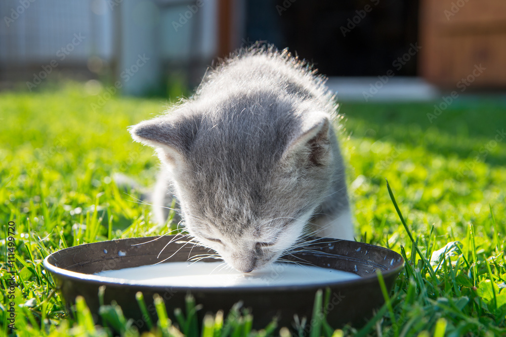 Cute cat drinks milk Stock Photo Adobe Stock
