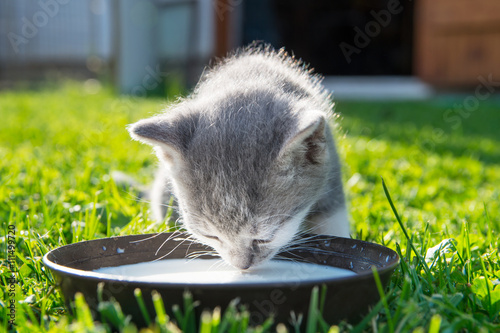 Cute cat drinks milk