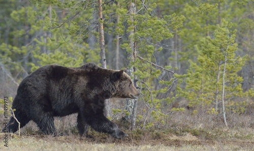 Adult male of Brown Bear  Ursus arctos  on the swamp in spring forest.