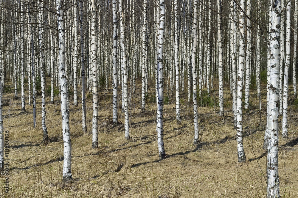 Fototapeta premium Grove of the White Birch trees in spring