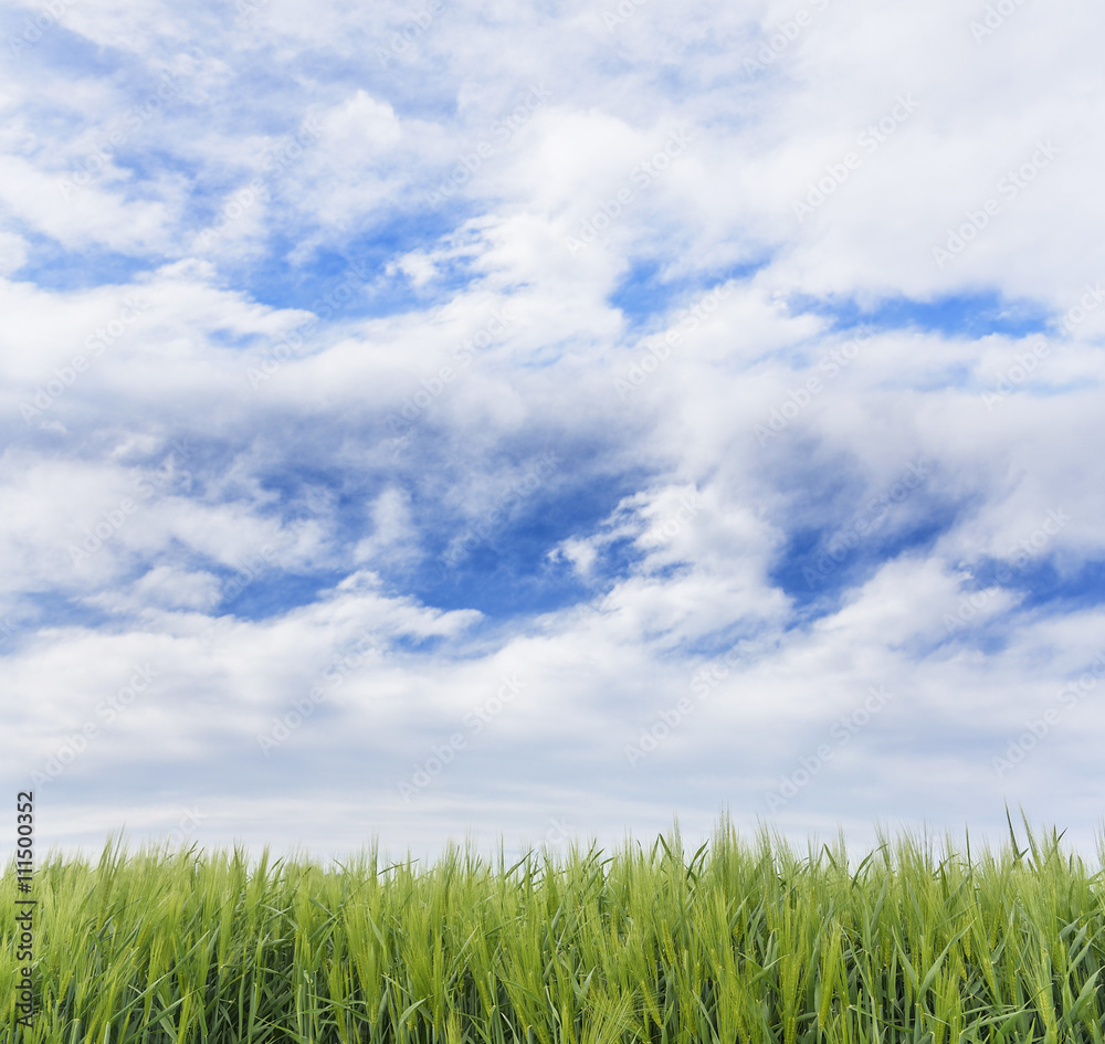 Green grass and blue sky.