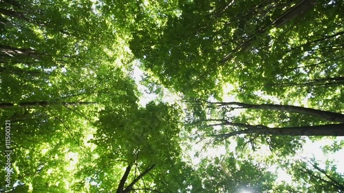 Crowns of trees in the forest with bright afternoon sun and rays