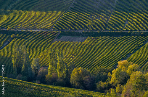 Champagne vineyards in the Cote des Bar area of the Aube departm photo