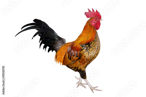 chicken bantam ,Rooster isolated on white (Die cutting)