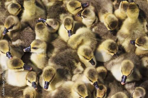 pack of little goslings © drakuliren