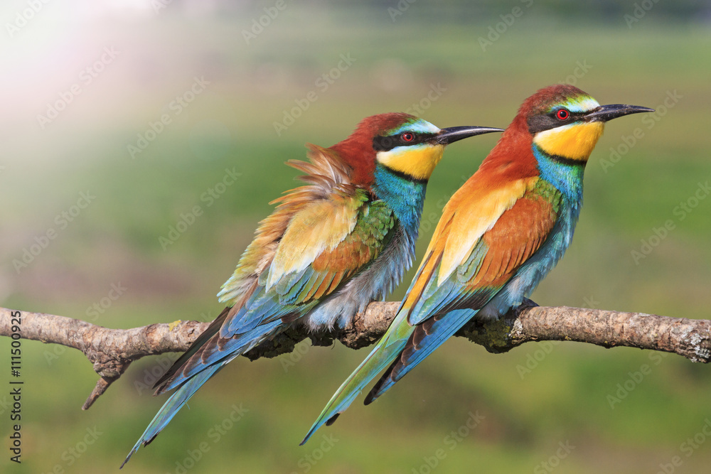 beautiful picture with colorful birds with sunny hotspot beautiful picture with colorful birds with sunny hotspot