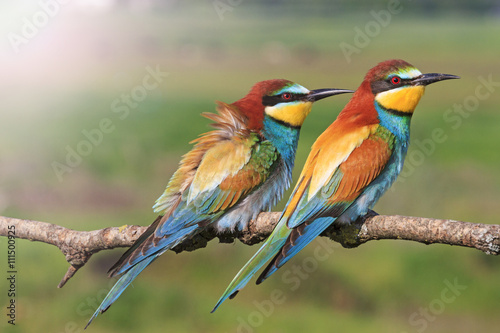 beautiful picture with colorful birds with sunny hotspot