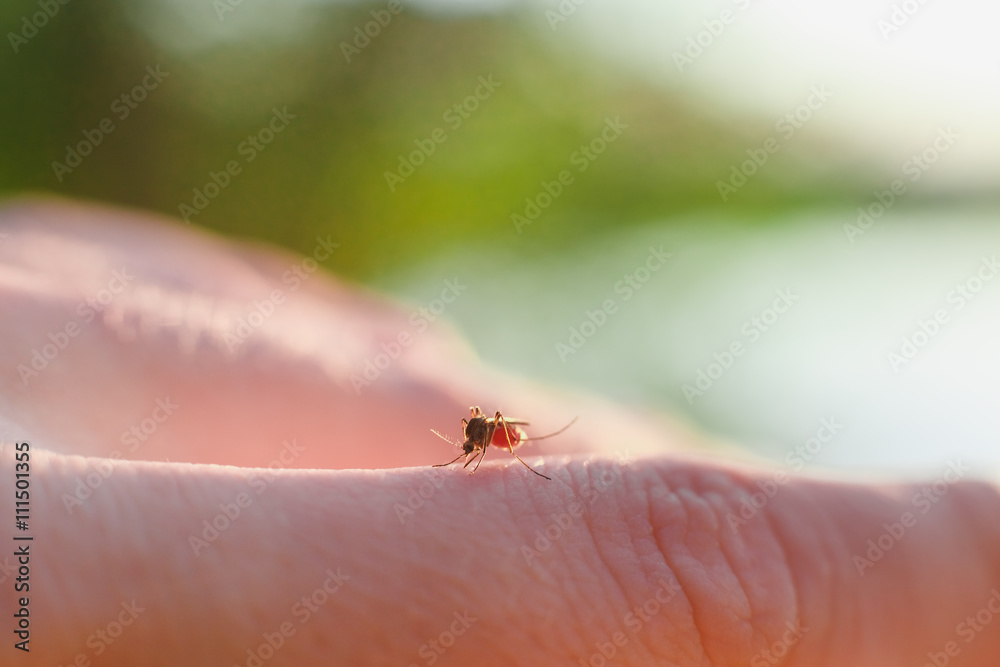 Obraz premium The bite of a mosquito with blood on human body