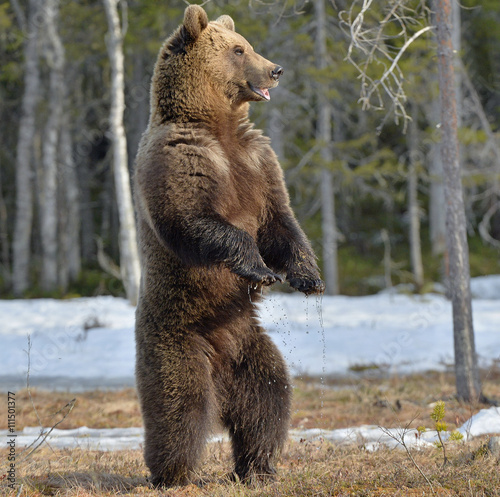 Brown bear (Ursus arctos) standing on his hind legs in spring forest.