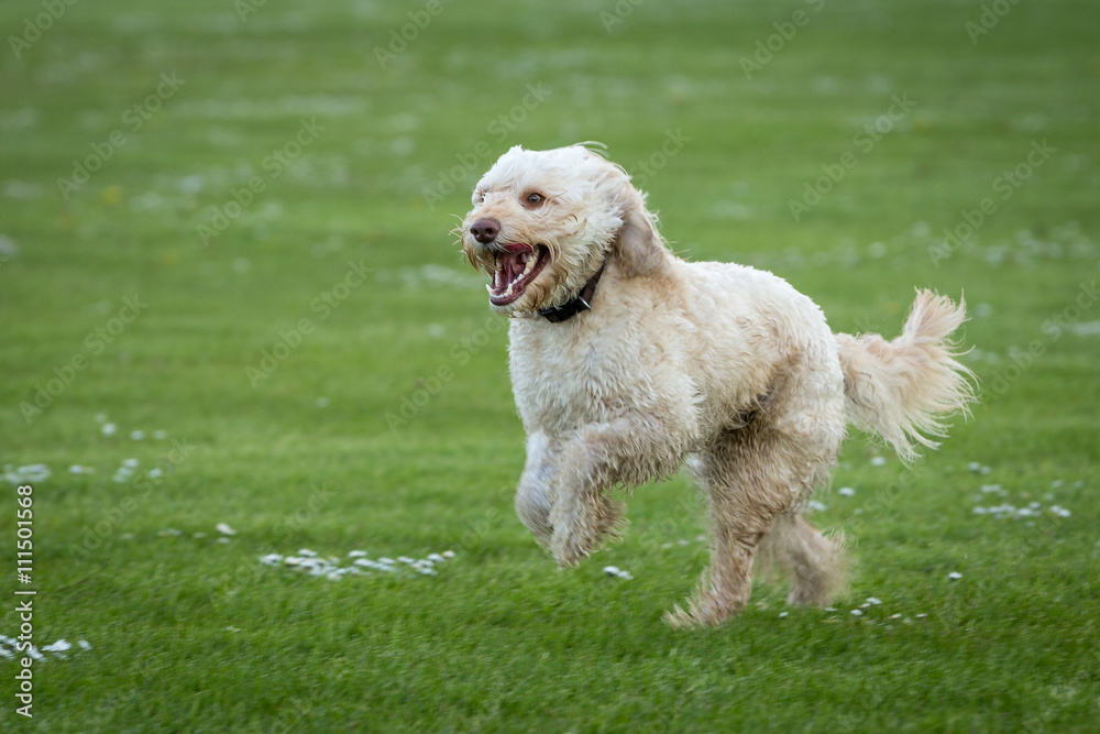 Dog Running and Playing
