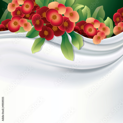 Vector white fabric (silk) with crown of thorns flowers : Euphor photo