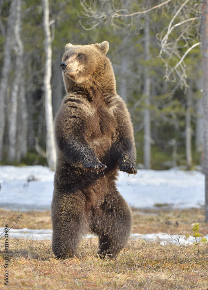 Fototapeta premium Brown bear (Ursus arctos) standing on his hind legs in spring forest.
