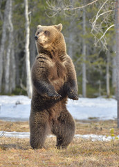 Brown bear (Ursus arctos) standing on his hind legs in spring forest.