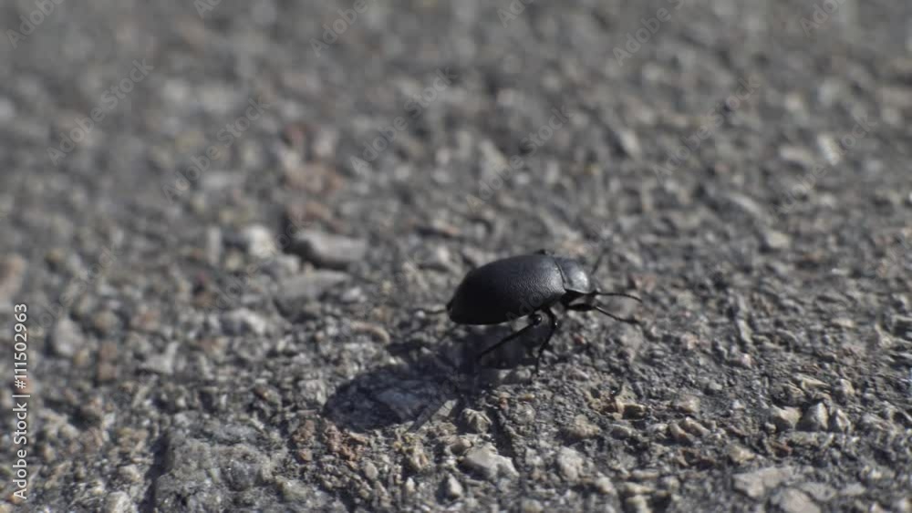 4K Macro shot of a lonely black bug running fast on asphalt
4K Macro shot of a lonely black bug running fast on asphalt