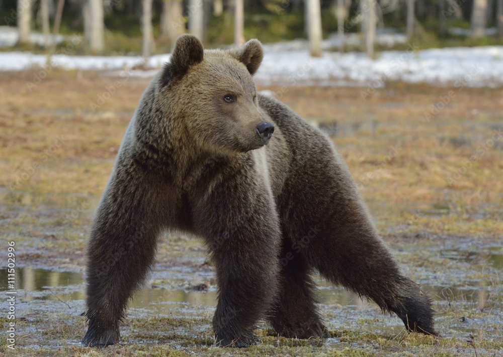 Fototapeta premium Brown Bear (Ursus arctos) in spring forest.