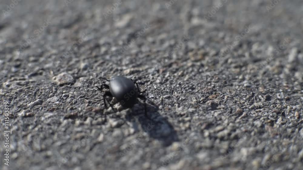 4K Macro shot of a small black beetle walk on the gray asphalt
4K Macro shot of a small black beetle walk on the gray asphalt
